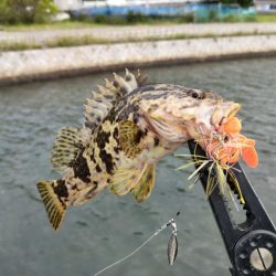 小豆島釣りキャンツーリング初日釣果