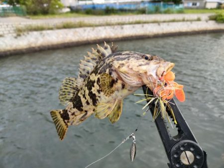 小豆島釣りキャンツーリング初日釣果