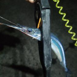 小豆島釣りキャンツーリング2日目の釣果