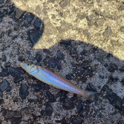 1年ぶりの釣果は…?