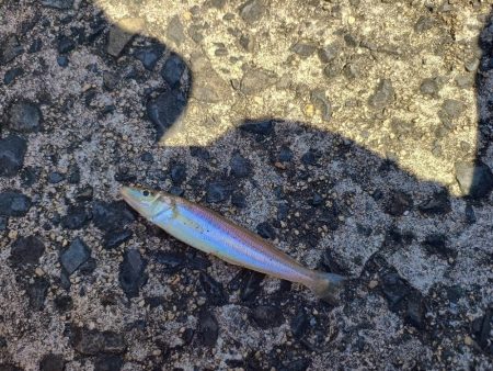 1年ぶりの釣果は…?