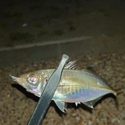 お目当ての魚は釣れませんでした！