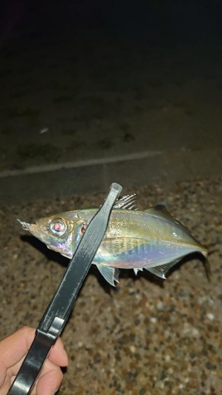 お目当ての魚は釣れませんでした！