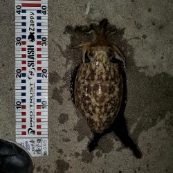 春アオリイカ狙い