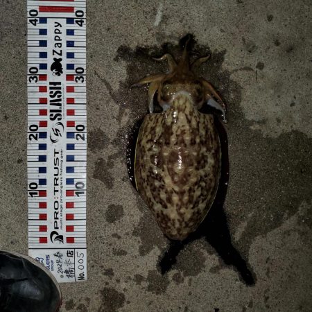 春アオリイカ狙い