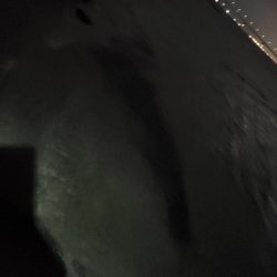 バチ抜けシーバス