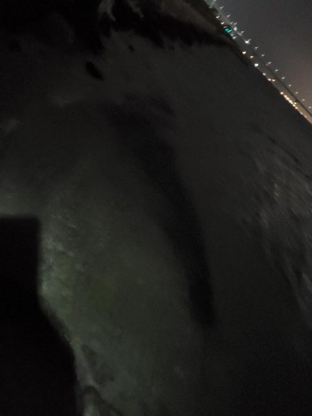 バチ抜けシーバス