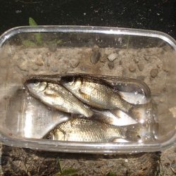 小物釣り四目
