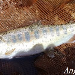 引原川本流、幅広アマゴの季節!