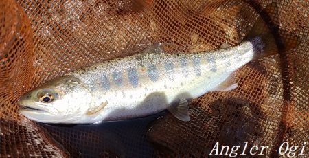 引原川本流、幅広アマゴの季節!