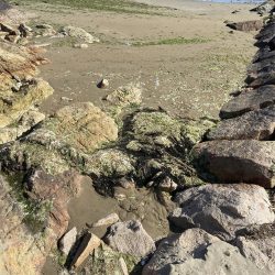 シロギスタの続、渋釣行