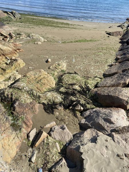 シロギスタの続、渋釣行