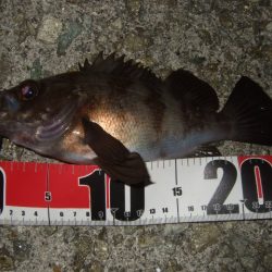 波風治まるまではやや渋め