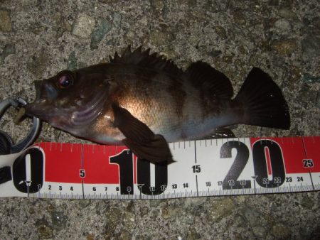 波風治まるまではやや渋め