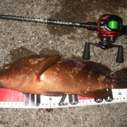 シーズン初アコウ