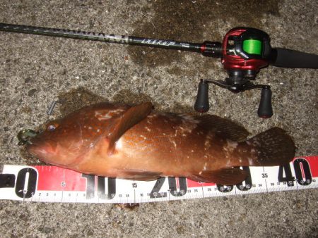 シーズン初アコウ