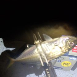 今夜は巻き巻き