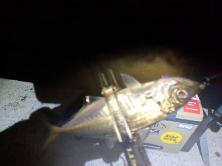 今夜は巻き巻き