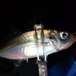 雨でもアジング