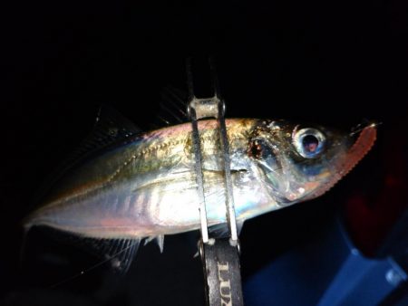 雨でもアジング