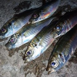 今夜もダメ元でアジング