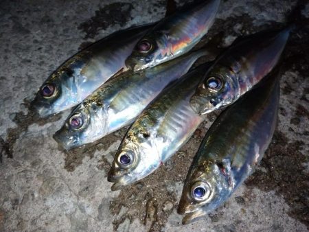 今夜もダメ元でアジング