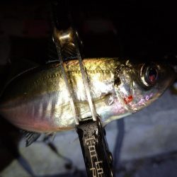 今夜もダメ元でアジング