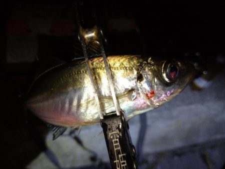 今夜もダメ元でアジング