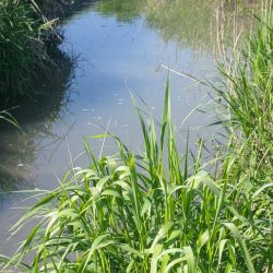 武庫川水系でタナゴ釣り