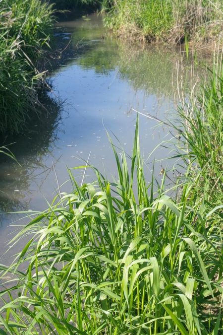 武庫川水系でタナゴ釣り