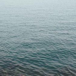 ムラチェで春イカ