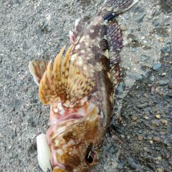 アオリ、ガシラ狙いのはずがまさかの