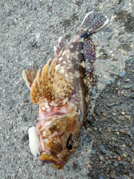 アオリ、ガシラ狙いのはずがまさかの