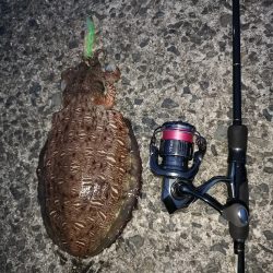 アオリを求めて