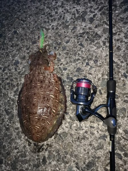 アオリを求めて