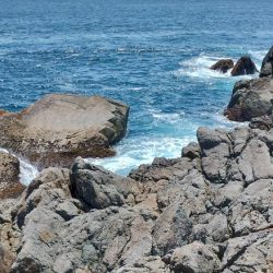 アカハタはどこいった?