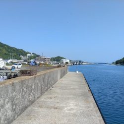 淡路島キスの活性調査