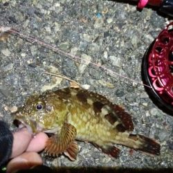 2024/05/21 南港ヘチ釣り釣行(短時間)