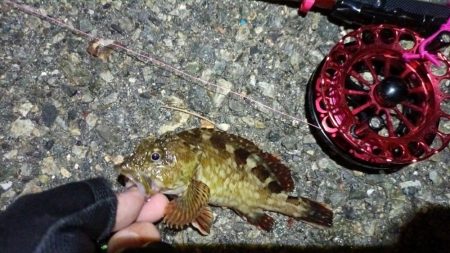 2024/05/21 南港ヘチ釣り釣行(短時間)