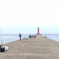 播磨新島のキス釣果