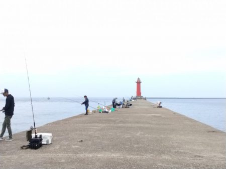 播磨新島のキス釣果