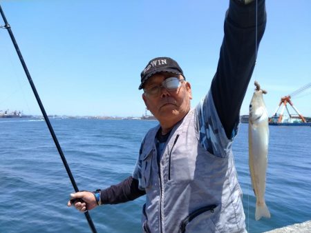 播磨新島のキス釣果