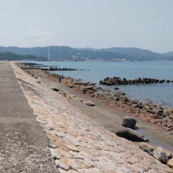 片男波はまだまだ数が少ない