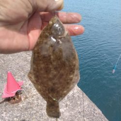 播磨新島のキス調査