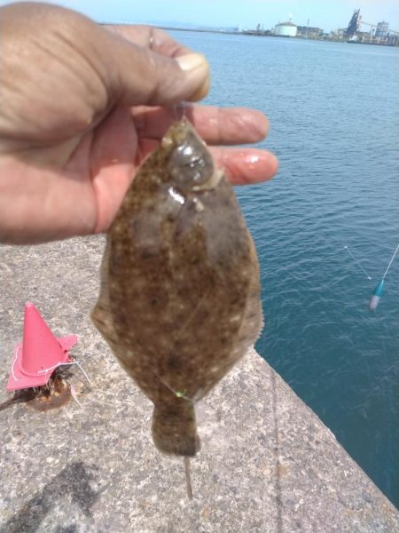 播磨新島のキス調査