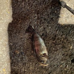 本日もアジング調査