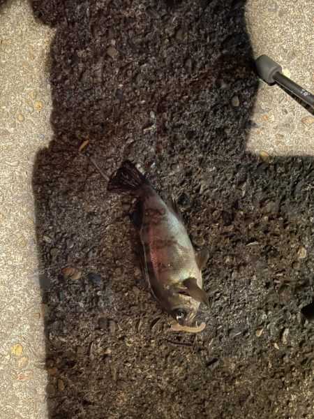 本日もアジング調査