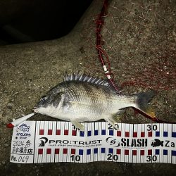 シーバス渋いー