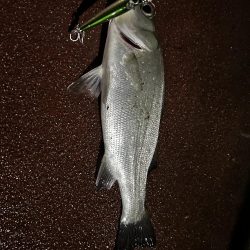 落とし込みチヌ