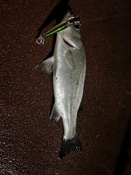 落とし込みチヌ